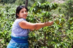 Bærrene på kaffeplanten plukkes