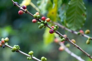 Træ med kaffe bær